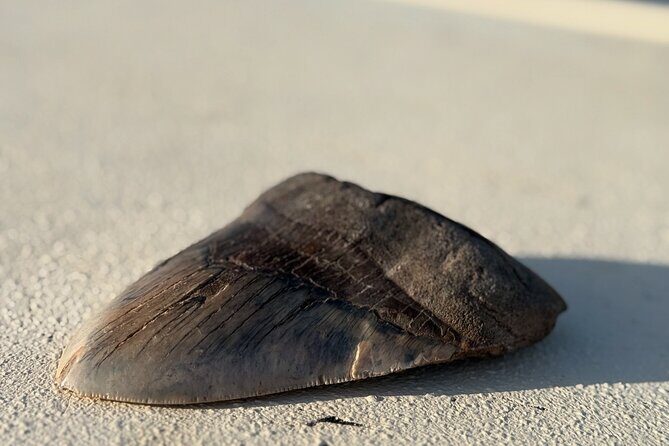 Mermaid Pirate Tours - Additional Insights