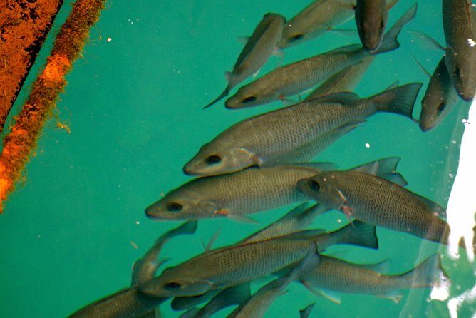 Mermaids & Mediterranean Magic: Tarpon Springs & Weeki Wachee - Exploring the Tarpon Springs Sponge Docks