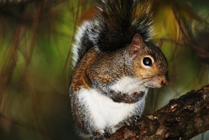 Mermaids & Mediterranean Magic: Tarpon Springs & Weeki Wachee - What’s Included & What to Consider