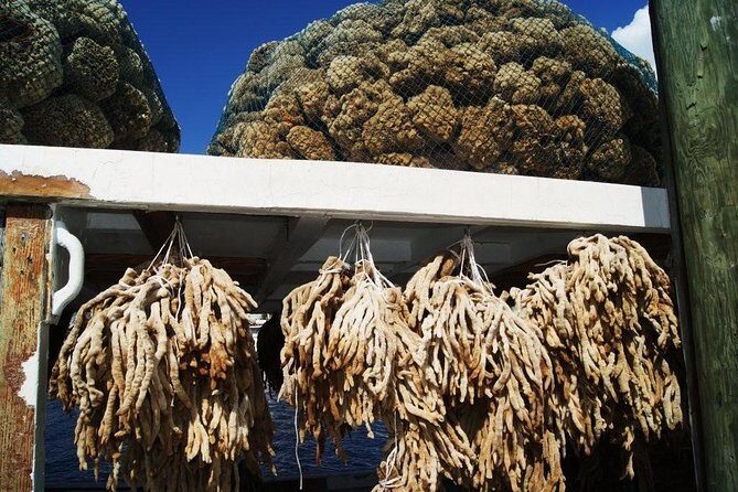 Mermaids & Mediterranean Magic: Tarpon Springs & Weeki Wachee - About the Guide & Overall Experience