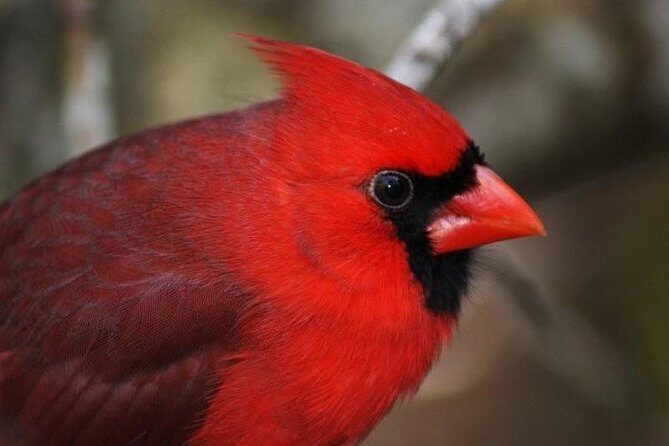 Mermaids & Mediterranean Magic: Tarpon Springs & Weeki Wachee - Final Thoughts: Is This Tour for You?