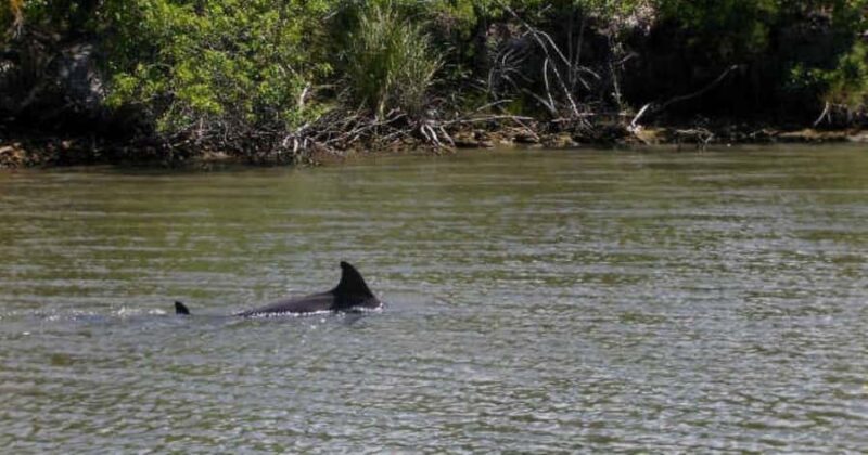 Merritt Island: Banana River, Canaveral Locks and Port Tour - Port and Lock Experience