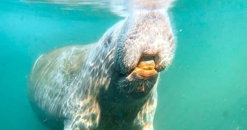 Merritt Island: Dolphin & Manatee Paddle Adventure - Key Points