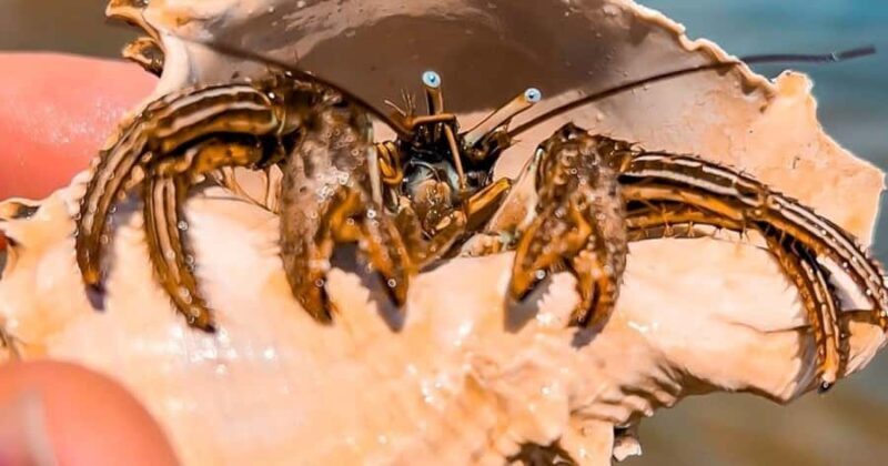 Merritt Island: Dolphin & Manatee Paddle Adventure - An Introduction: What’s the Experience Like?
