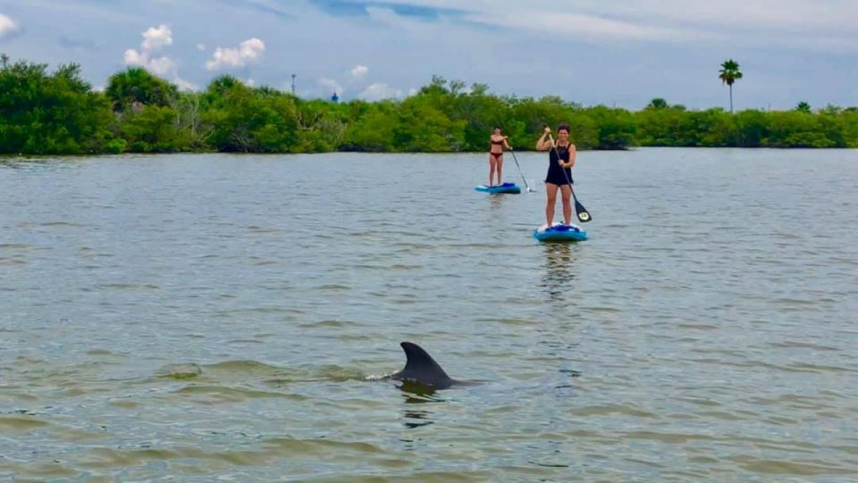 Merritt Island: Guided Kayak or SUP Tour Along Banana River - Spotting Wildlife on the Banana River