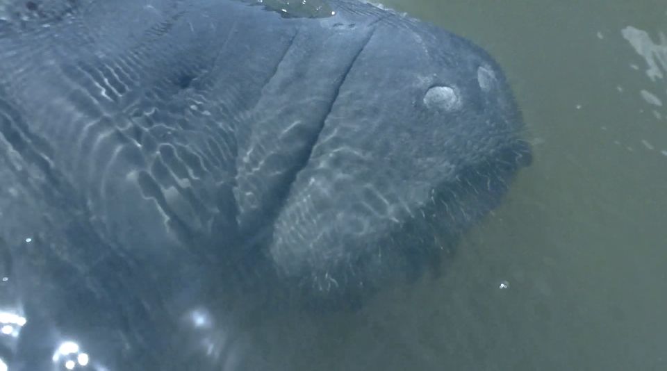 Merritt Island: Manatee Watching Paddle or Kayak Tour - Experience With Nature