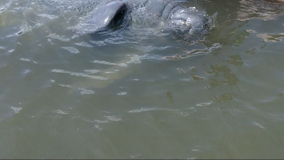 Merritt Island: Manatee Watching Paddle or Kayak Tour - Reservation Information