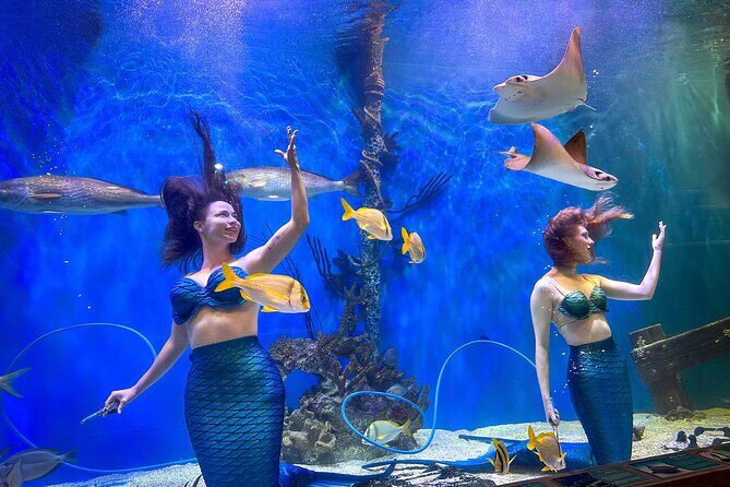 Mertailor's Mermaid Aquarium Encounter General Admission - Frequently Asked Questions (FAQs)
