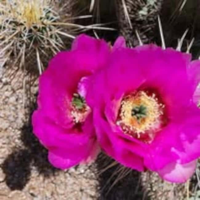 Mesa. AZ: Bulldog Canyon Off-Road Tour Scenic Superstitions - What You Can Expect During the Tour