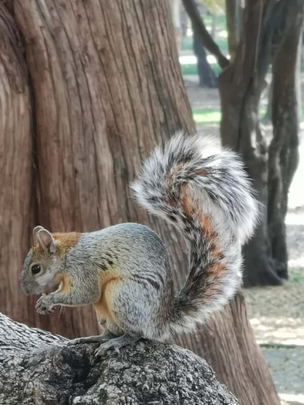 Mexico City: Chapultepec Park Bike Tour - An In-Depth Look at the Chapultepec Park Bike Tour