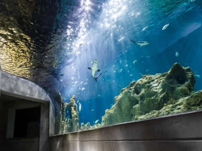 Mexico City: Entry Ticket to Acuario Michin - Discovering the Aquarium: A Perfect Blend of Nature and Culture