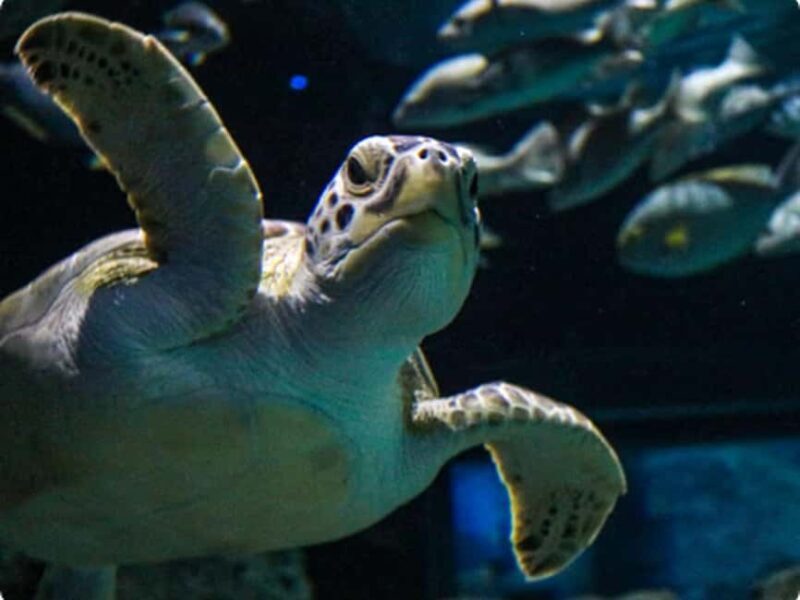 Mexico City: Entry Ticket to Acuario Michin - The Sum Up: Who Will Enjoy Acuario Michin?