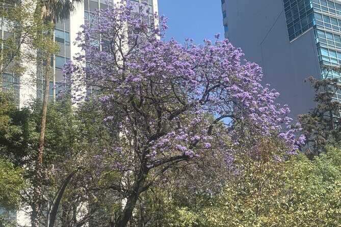 Mexico City Highlights Walking Tour - Exploring Mexico City on Foot: What You Can Expect