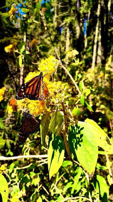 Mexico City: Monarch Butterfly Sanctuary Day Tour - Who Should Consider This Tour?