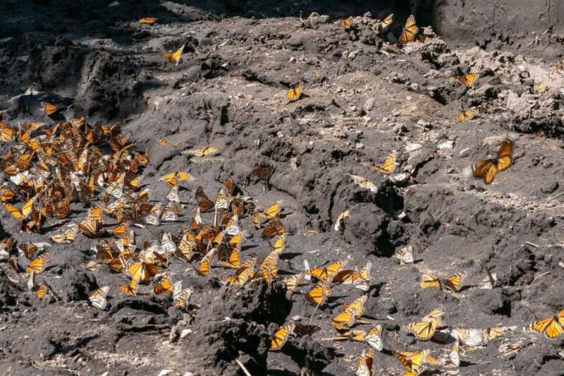 Mexico City: Valle de Bravo & Monarch Butterfly Private Tour - An In-Depth Look at the Tour Experience