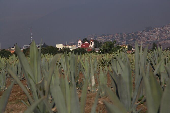 Mezcal Culture Cycling Tour in a Zapotec Village - Exploring Oaxaca’s Mezcals and Villages by Bike
