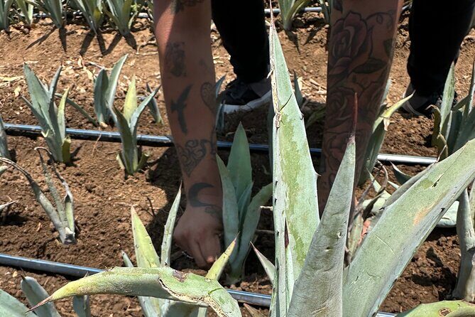 Mezcal Day Experience - Who Will Love This Tour?