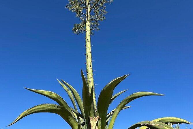 Mezcal Day Experience - FAQ