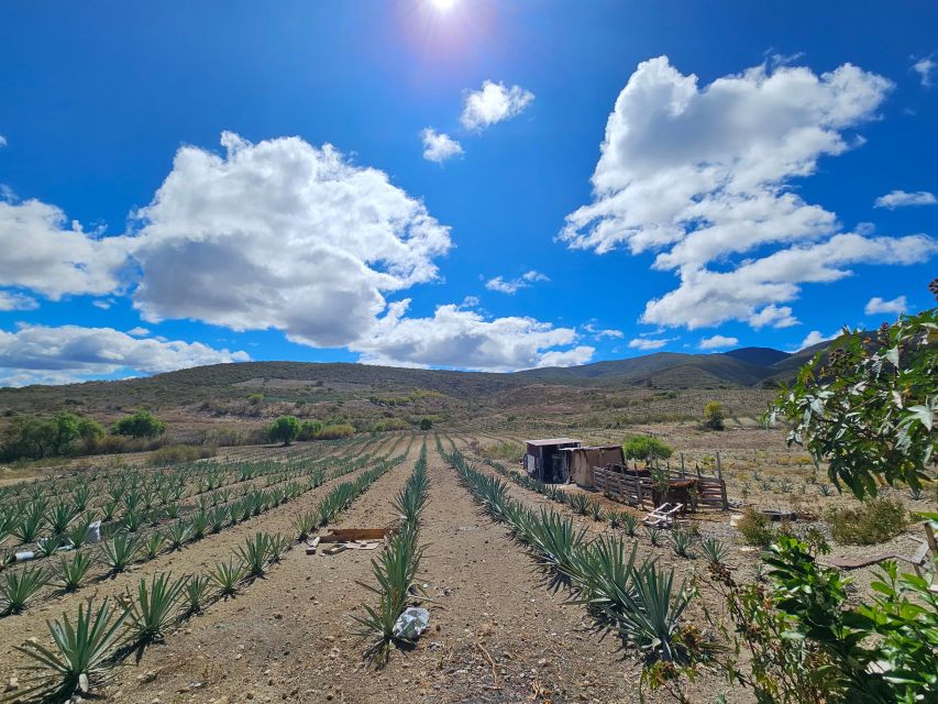 Mezcal Day Premium Family Distilleries Tour With Lunch - Guided Distillery Tours