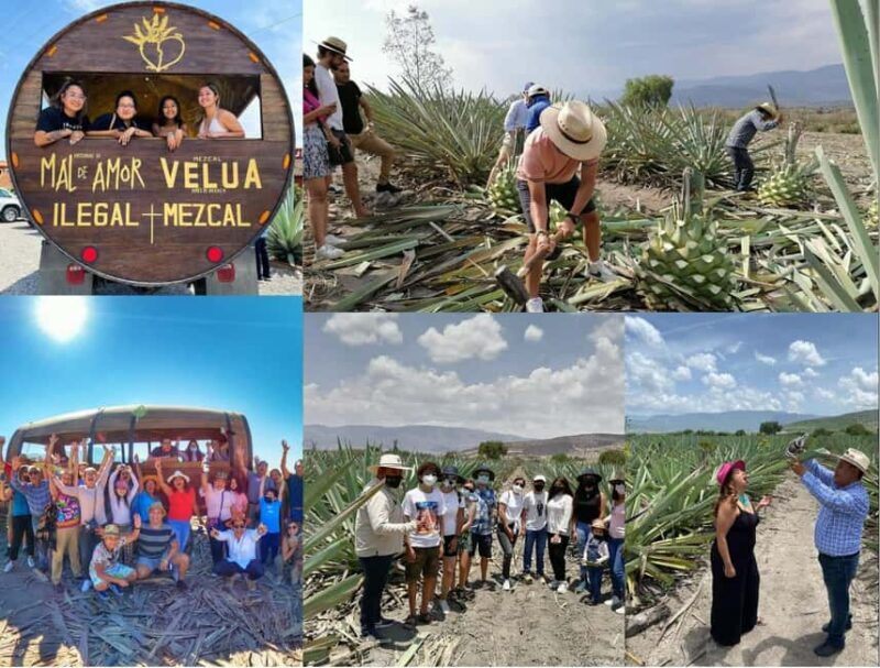 Mezcal Oaxaca: Tour, Gastronomy and Mezcal Tasting - A Deep Dive into the Oaxaca Tour Experience
