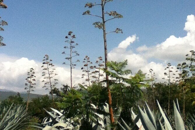 Mezcal Tour Oaxaca - Price and Value