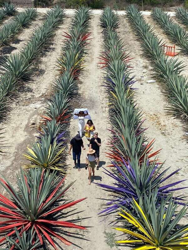 Mezcal Tour Oaxaca - The Sum Up: Is It Worth It?