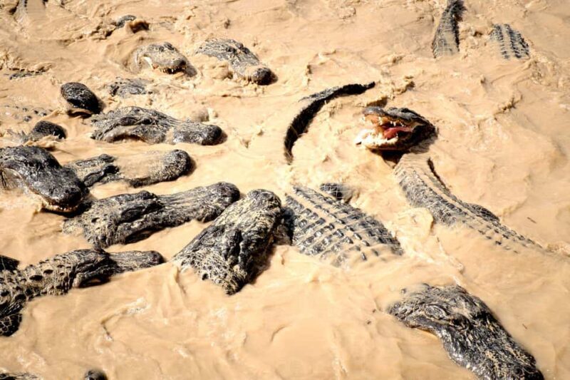 Miami: Alligator Spotting Airboat and Wildlife Reserve - Final Thoughts