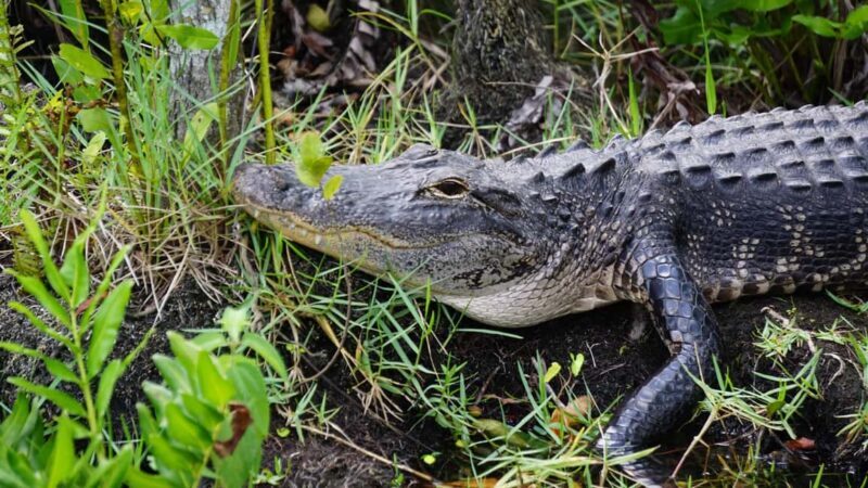 Miami: Alligator Spotting Airboat and Wildlife Reserve - Frequently Asked Questions (FAQs)