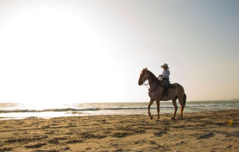 Miami: Beach Horse Ride & Nature Trail - What to Expect: The Itinerary
