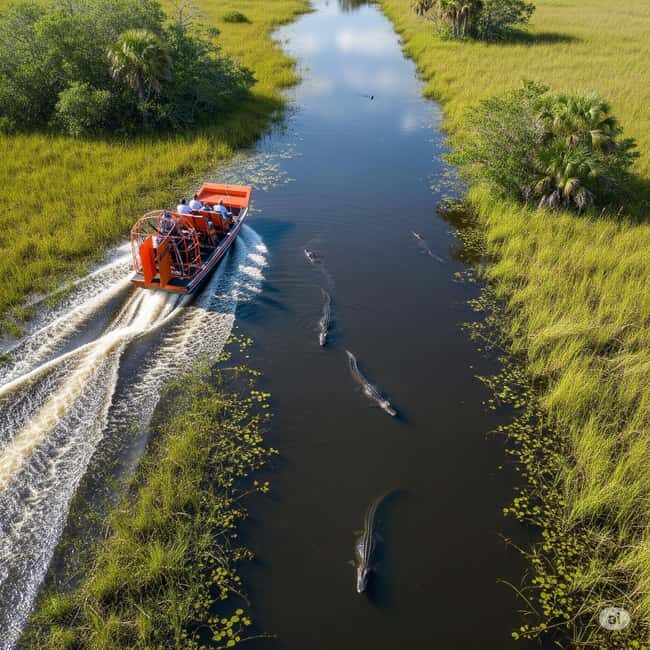 Miami: Everglades Airboat, Gator Experience with Transfer - How Does the Value Add Up?