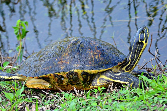 MIAMI: Everglades Airboat, Gator Wildlife Show With Roundtrip Bus - Customer Reviews and Experiences