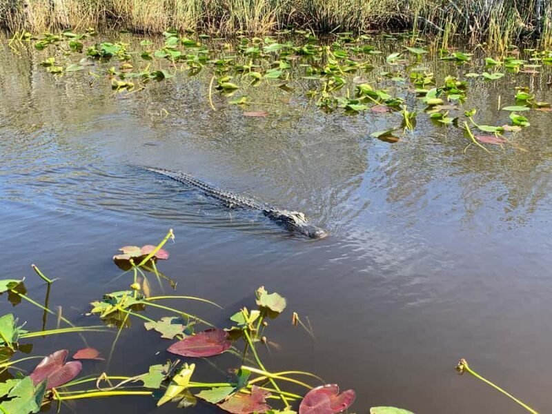 Miami: Everglades Airboat & Wildlife Experience - Final Thoughts  