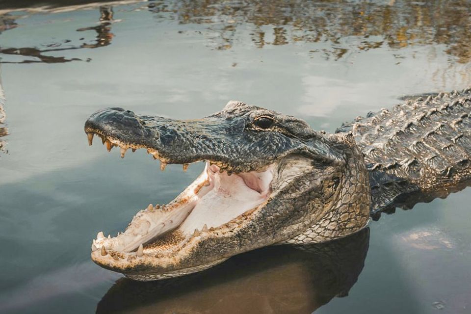 Miami: Everglades Experience, Bay Cruise & Open-top Bus Tour - Everglades Airboat Adventure