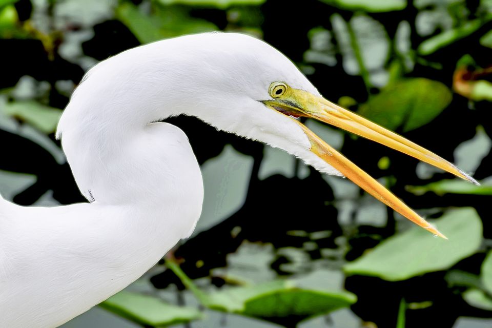 Miami: Everglades Experience, Bay Cruise & Open-top Bus Tour - Package Savings and Duration