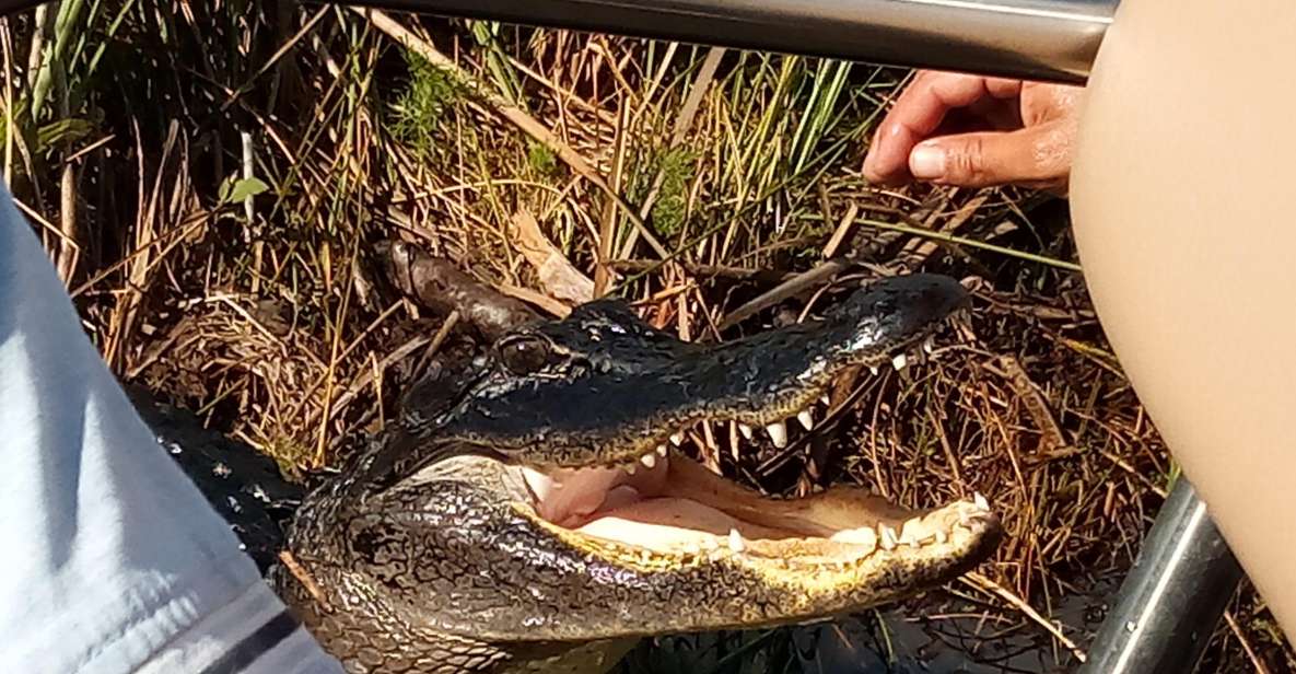 Miami: Everglades Full-Day Tour With 2 Boat Trips and Lunch - Native American Tree Island