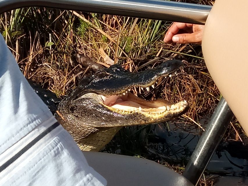 Miami: Everglades Full-Day Tour With 2 Boat Trips and Lunch - Tour Highlights