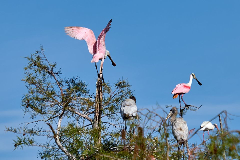 Miami: Everglades Full-Day Tour With 2 Boat Trips and Lunch - Cancellation Policy
