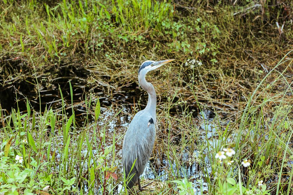 Miami: Everglades National Park Airboat Tour & Wildlife Show - Booking Details