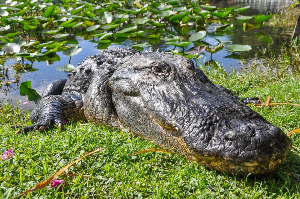 Miami: Everglades Safari Park Airboat Tour - Pricing and Booking