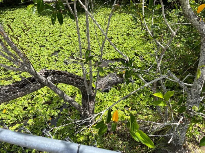 Miami: Everglades Small Group Tour in French - What to Expect on Your Everglades Adventure