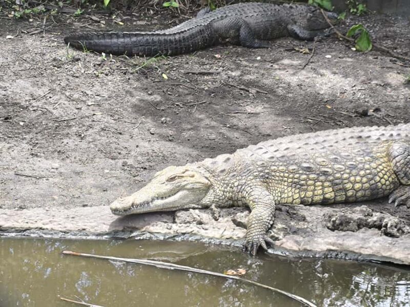 Miami: Everglades Small Group Tour in French - Who Will Love This Tour?