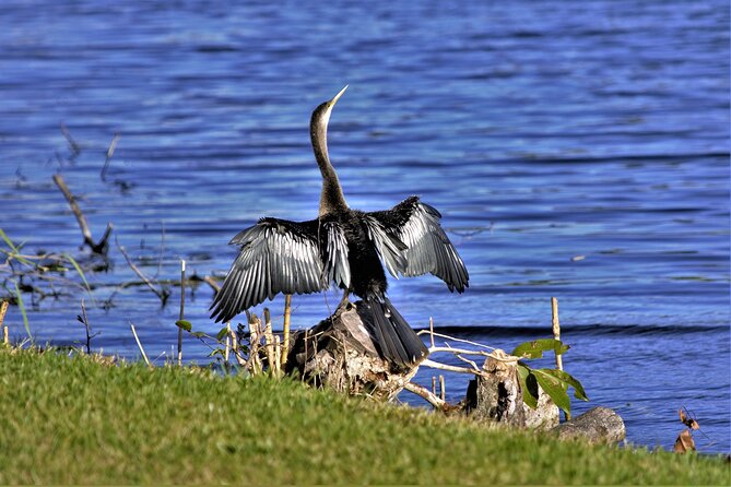 Miami Full Day Self-Guided Sightseeing Tour W/ Cruise and Everglades Airboat - Everglades Airboat Ride