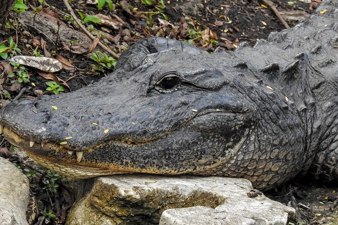 Miami Full Day Self-Guided Sightseeing Tour W/ Cruise and Everglades Airboat - Sum Up