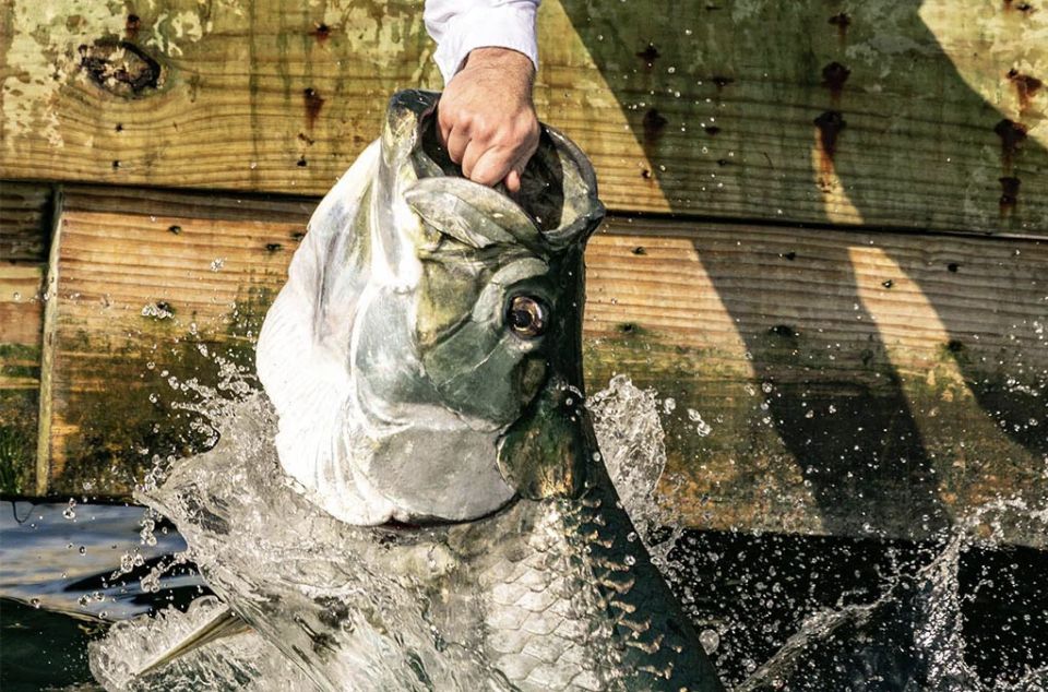 Miami: Giant Fish Feeding Experience - Feeding the Tarpon