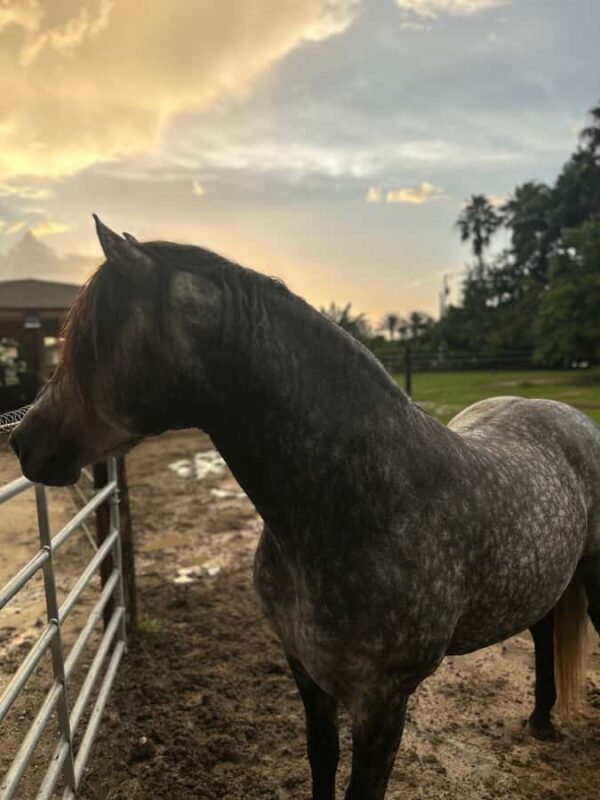 Miami: Horseback Riding Tour with Instructor - Key Points  