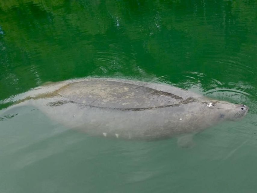 Miami: Manatee Season Tour Paddleboard or Kayak Tour - Itinerary and Highlights