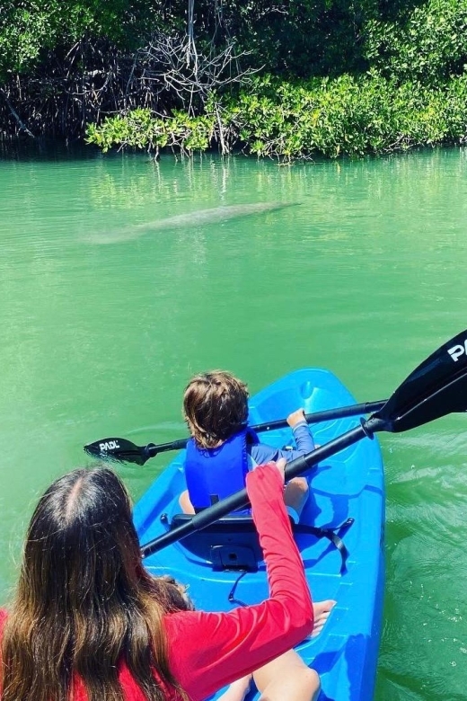 Miami: Manatee Season Tour Paddleboard or Kayak Tour - Wildlife and Scenery Spotting