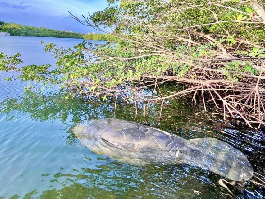 Miami: Manatee Season Tour Paddleboard or Kayak Tour - Tour Duration and Languages