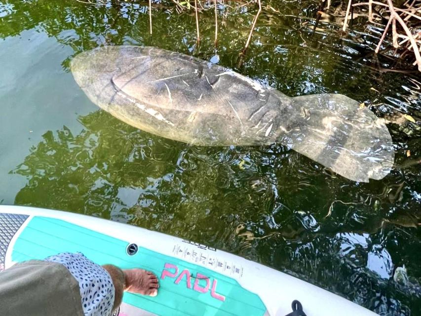 Miami: Manatee Season Tour Paddleboard or Kayak Tour - Frequently Asked Questions