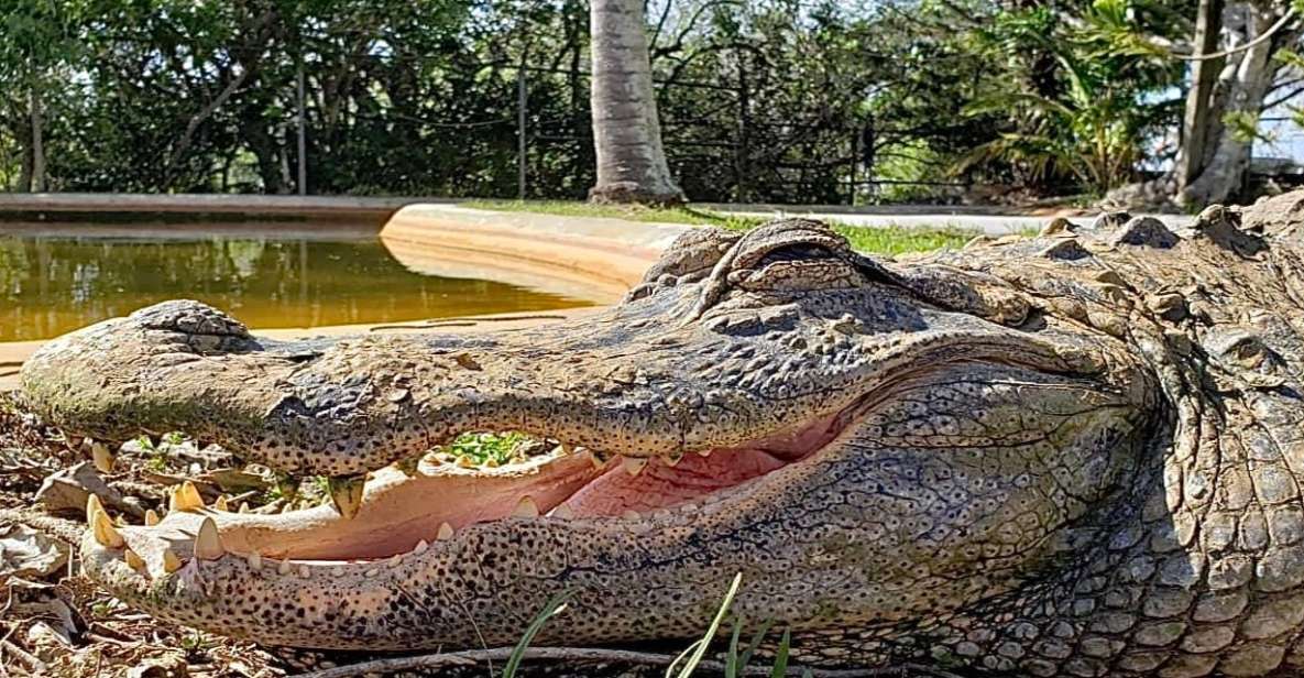 Miami: Original Everglades Airboat Tour & Alligator Exhibit - Animal Show and Dining